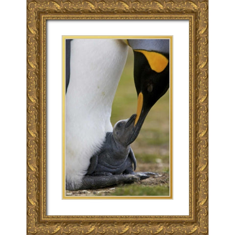 Volunteer Point King penguin nuzzles its baby Gold Ornate Wood Framed Art Print with Double Matting by Anon, Josh