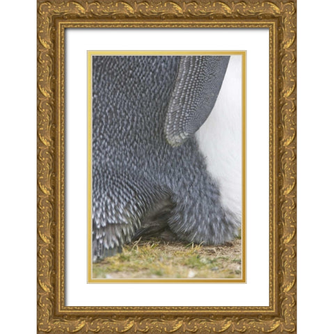 Volunteer Point King penguin chick under parent Gold Ornate Wood Framed Art Print with Double Matting by Anon, Josh