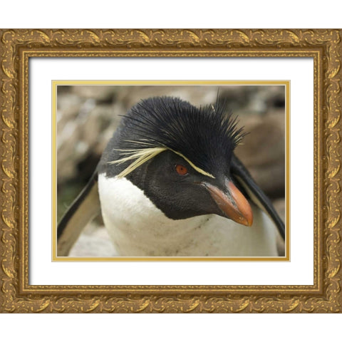 Falkland Islands Portrait of rockhopper penguin Gold Ornate Wood Framed Art Print with Double Matting by Anon, Ellen