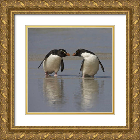 Falkland Islands Rockhopper penguins on beach Gold Ornate Wood Framed Art Print with Double Matting by Anon, Ellen