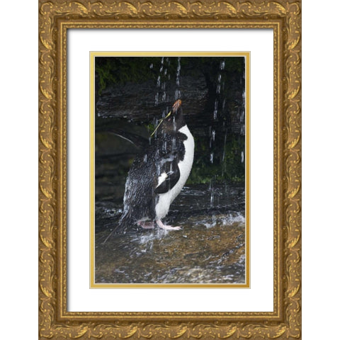 Falkland Islands Rockhopper penguin bathing Gold Ornate Wood Framed Art Print with Double Matting by Anon, Ellen