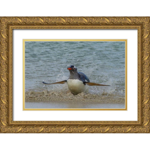 Falkland Islands, Bleaker Island Gentoo penguin Gold Ornate Wood Framed Art Print with Double Matting by Illg, Cathy and Gordon