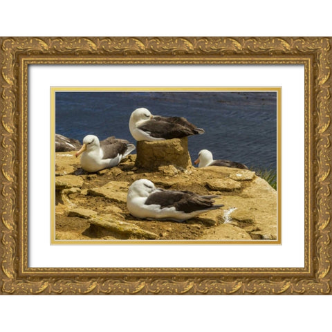 Saunders Island Black-browed albatrosses Gold Ornate Wood Framed Art Print with Double Matting by Illg, Cathy and Gordon