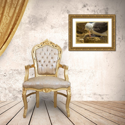 Saunders Island Black-browed albatross and chick Gold Ornate Wood Framed Art Print with Double Matting by Illg, Cathy and Gordon