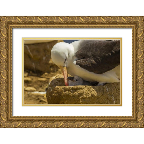 Saunders Island Black-browed albatross and chick Gold Ornate Wood Framed Art Print with Double Matting by Illg, Cathy and Gordon