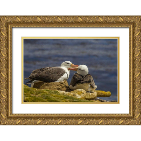 Saunders Island Black-browed albatross preening Gold Ornate Wood Framed Art Print with Double Matting by Illg, Cathy and Gordon