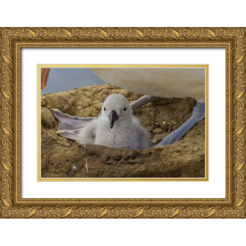 Saunders Island Black-browed albatross and chick Gold Ornate Wood Framed Art Print with Double Matting by Illg, Cathy and Gordon