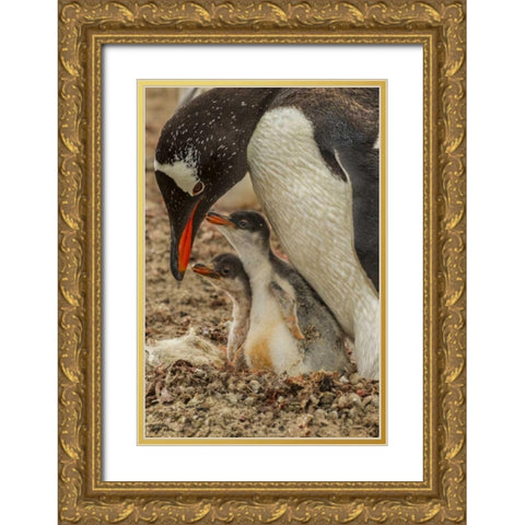 Saunders Island Gentoo penguin adult with chicks Gold Ornate Wood Framed Art Print with Double Matting by Illg, Cathy and Gordon