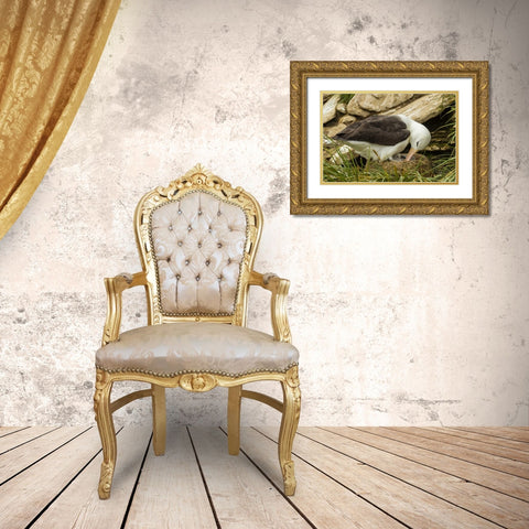 Saunders Island Black-browed albatross and chick Gold Ornate Wood Framed Art Print with Double Matting by Illg, Cathy and Gordon