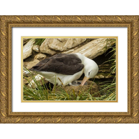 Saunders Island Black-browed albatross and chick Gold Ornate Wood Framed Art Print with Double Matting by Illg, Cathy and Gordon