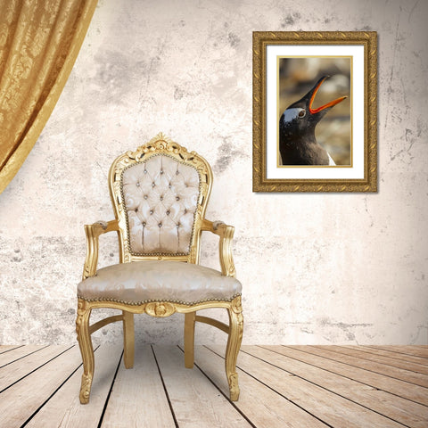 Sea Lion Island Gentoo penguin calling Gold Ornate Wood Framed Art Print with Double Matting by Illg, Cathy and Gordon