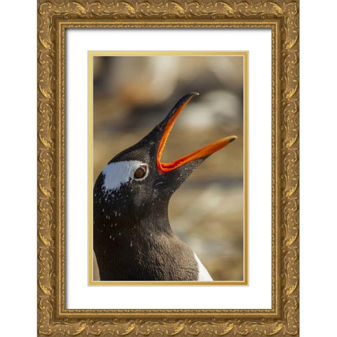 Sea Lion Island Gentoo penguin calling Gold Ornate Wood Framed Art Print with Double Matting by Illg, Cathy and Gordon