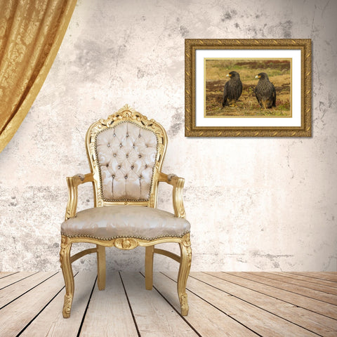 Sea Lion Island Striated caracaras on ground Gold Ornate Wood Framed Art Print with Double Matting by Illg, Cathy and Gordon