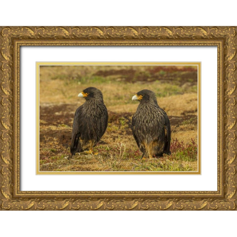 Sea Lion Island Striated caracaras on ground Gold Ornate Wood Framed Art Print with Double Matting by Illg, Cathy and Gordon
