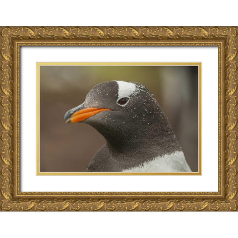 Bleaker Island Gentoo penguin portrait Gold Ornate Wood Framed Art Print with Double Matting by Illg, Cathy and Gordon