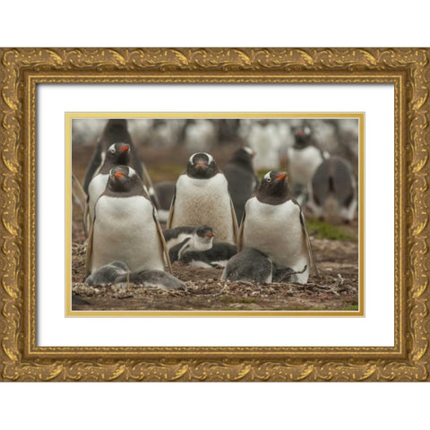 Bleaker Island Group of Gentoo penguins Gold Ornate Wood Framed Art Print with Double Matting by Illg, Cathy and Gordon