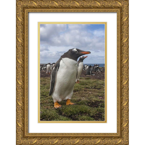 Falkland Islands, Bleaker Island Gentoo penguins Gold Ornate Wood Framed Art Print with Double Matting by Illg, Cathy and Gordon