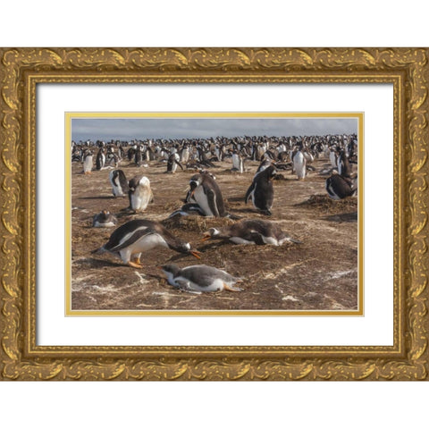 Sea Lion Island Gentoo penguin colony Gold Ornate Wood Framed Art Print with Double Matting by Illg, Cathy and Gordon