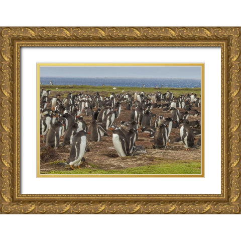 Falkland Islands, Bleaker Island Gentoo penguins Gold Ornate Wood Framed Art Print with Double Matting by Illg, Cathy and Gordon