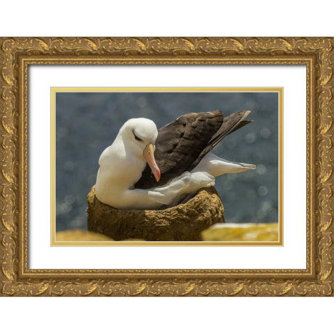 Saunders Island Black-browed albatross on nest Gold Ornate Wood Framed Art Print with Double Matting by Illg, Cathy and Gordon
