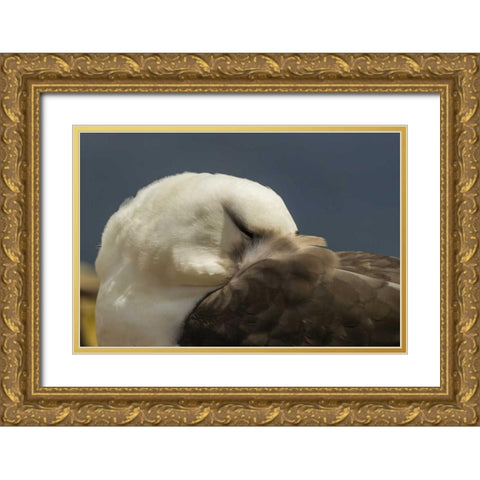 Saunders Island Black-browed albatross resting Gold Ornate Wood Framed Art Print with Double Matting by Illg, Cathy and Gordon
