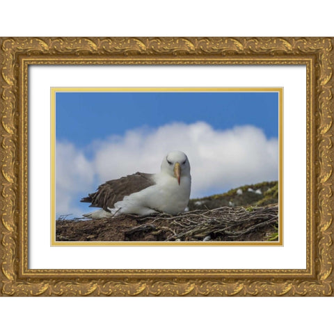 Saunders Island Black-browed albatross resting Gold Ornate Wood Framed Art Print with Double Matting by Illg, Cathy and Gordon