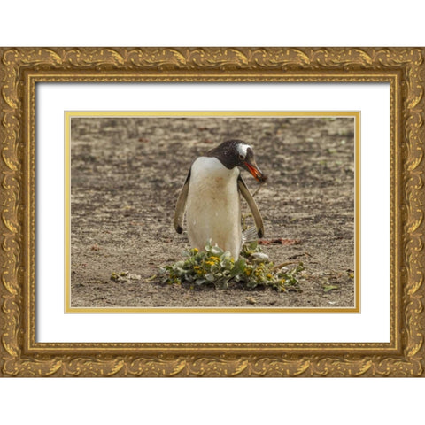 Saunders Isl Gentoo penguin with nest material Gold Ornate Wood Framed Art Print with Double Matting by Illg, Cathy and Gordon