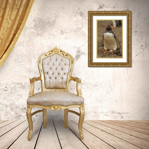 Saunders Isl, Gentoo penguin with egg Gold Ornate Wood Framed Art Print with Double Matting by Illg, Cathy and Gordon