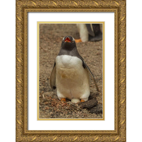 Saunders Isl, Gentoo penguin with egg Gold Ornate Wood Framed Art Print with Double Matting by Illg, Cathy and Gordon
