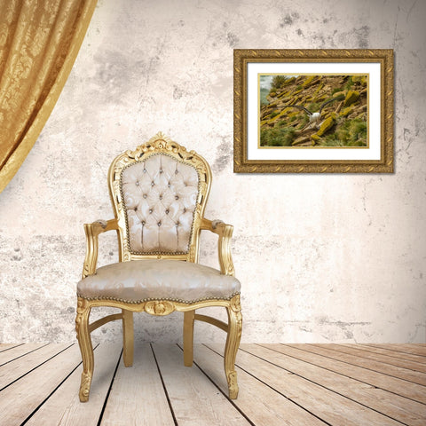 Saunders Island Black-browed albatross Gold Ornate Wood Framed Art Print with Double Matting by Illg, Cathy and Gordon