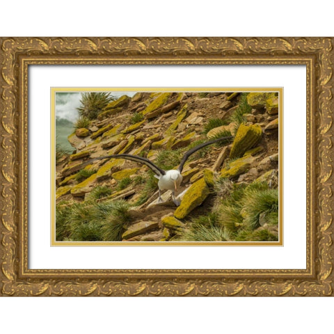 Saunders Island Black-browed albatross Gold Ornate Wood Framed Art Print with Double Matting by Illg, Cathy and Gordon