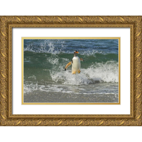 Sea Lion Island Gentoo penguin surfing on shore Gold Ornate Wood Framed Art Print with Double Matting by Illg, Cathy and Gordon