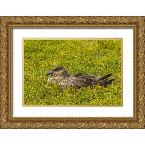 Sea Lion Island Falkland skua on nest Gold Ornate Wood Framed Art Print with Double Matting by Illg, Cathy and Gordon