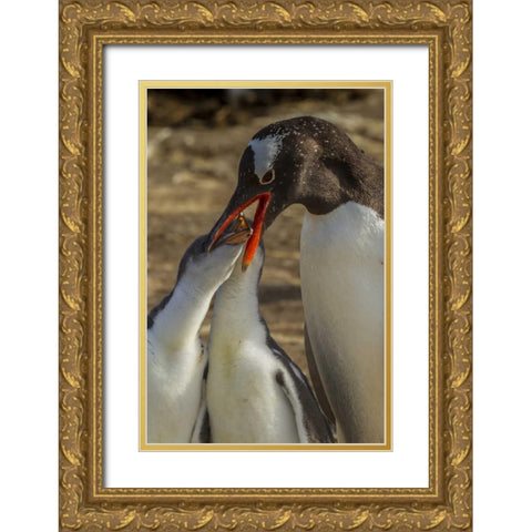 Sea Lion Island Gentoo penguin feeding chicks Gold Ornate Wood Framed Art Print with Double Matting by Illg, Cathy and Gordon