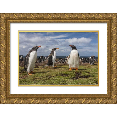 Falkland Islands, Bleaker Island Gentoo penguins Gold Ornate Wood Framed Art Print with Double Matting by Illg, Cathy and Gordon