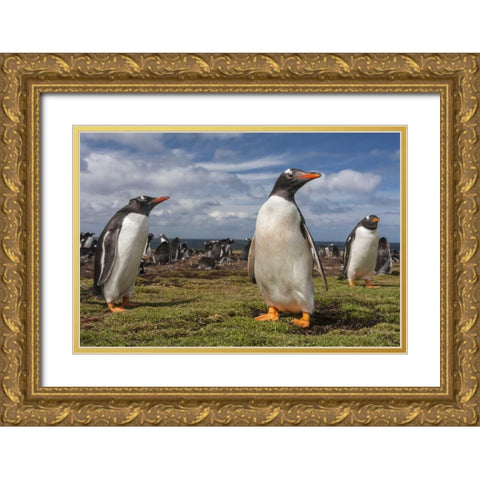 Falkland Islands, Bleaker Island Gentoo penguins Gold Ornate Wood Framed Art Print with Double Matting by Illg, Cathy and Gordon
