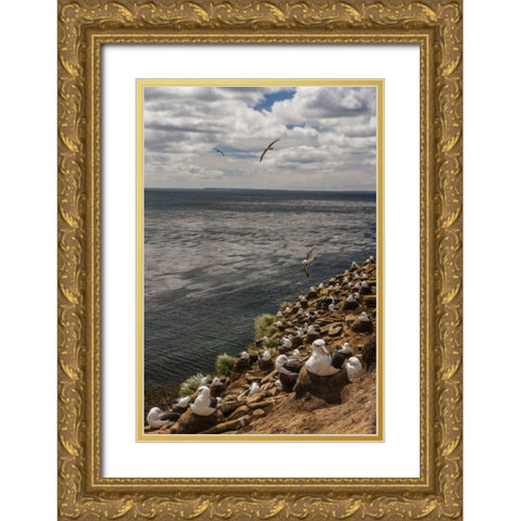 Saunders Island Black-browed albatross colony Gold Ornate Wood Framed Art Print with Double Matting by Illg, Cathy and Gordon
