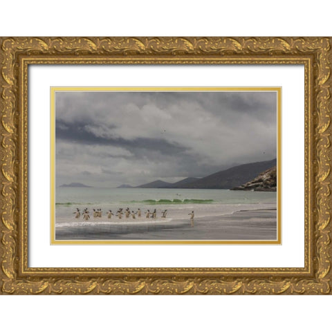 Saunders Island Gentoo penguins coming ashore Gold Ornate Wood Framed Art Print with Double Matting by Illg, Cathy and Gordon