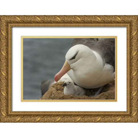 Saunders Island Black-browed albatross and chick Gold Ornate Wood Framed Art Print with Double Matting by Illg, Cathy and Gordon