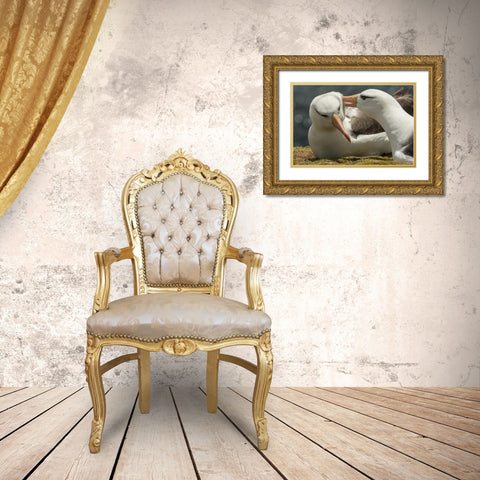 Saunders Island Black-browed albatross courtship Gold Ornate Wood Framed Art Print with Double Matting by Illg, Cathy and Gordon