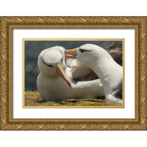 Saunders Island Black-browed albatross courtship Gold Ornate Wood Framed Art Print with Double Matting by Illg, Cathy and Gordon