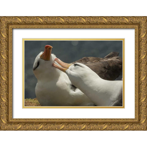 Saunders Island Black-browed albatross courtship Gold Ornate Wood Framed Art Print with Double Matting by Illg, Cathy and Gordon