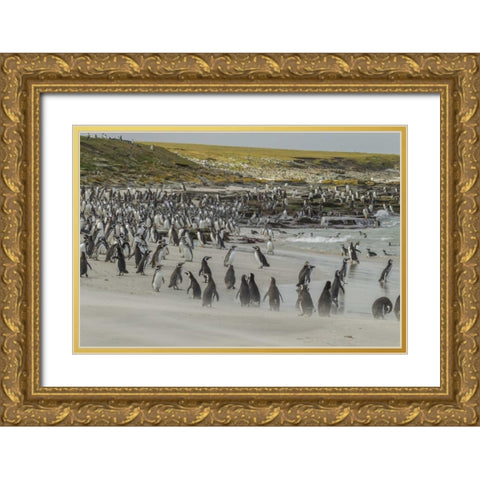 Bleaker Island Magellanic and Gentoo penguins Gold Ornate Wood Framed Art Print with Double Matting by Illg, Cathy and Gordon