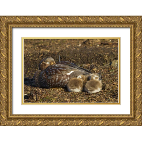 Bleaker Island Steamer duck and chicks Gold Ornate Wood Framed Art Print with Double Matting by Illg, Cathy and Gordon