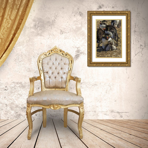 Bleaker Island Rockhopper penguin family Gold Ornate Wood Framed Art Print with Double Matting by Illg, Cathy and Gordon