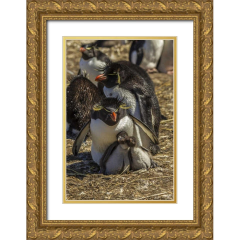 Bleaker Island Rockhopper penguin family Gold Ornate Wood Framed Art Print with Double Matting by Illg, Cathy and Gordon