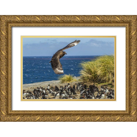 Bleaker Island Falkland skua over penguin colony Gold Ornate Wood Framed Art Print with Double Matting by Illg, Cathy and Gordon
