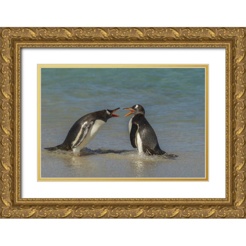Bleaker Island Gentoo penguins arguing Gold Ornate Wood Framed Art Print with Double Matting by Illg, Cathy and Gordon