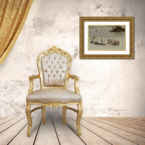 Carcass Island Steamer duck ducklings on beach Gold Ornate Wood Framed Art Print with Double Matting by Illg, Cathy and Gordon