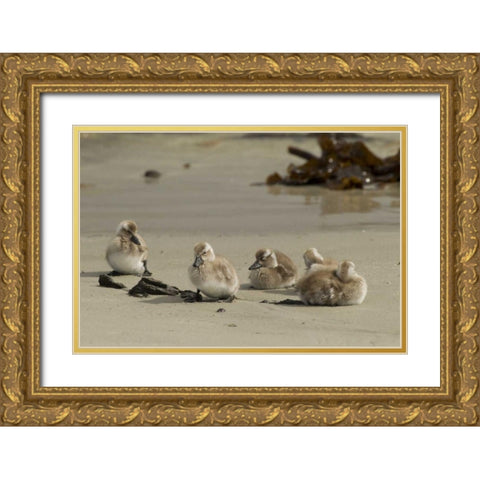 Carcass Island Steamer duck ducklings on beach Gold Ornate Wood Framed Art Print with Double Matting by Illg, Cathy and Gordon